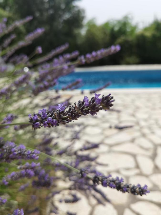 Holiday Homes Sintija Kampor ภายนอก รูปภาพ